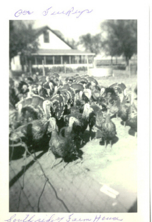 turkeys at the farm